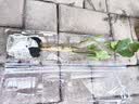重瓣红三角梅盆栽带花三角梅苗勤花品种爬藤老桩室内花卉植物四季 中国红 3年苗【当年开花】不含盆 实拍图
