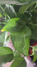 京东绿植绿萝盆栽除甲醛花卉绿植办公室新房净化空气180加仑4盆装源头直 实拍图