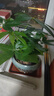 【绿萝盆栽】吸甲醛净化空气水培绿植物懒人花卉好养搬家礼物全 【乔迁之喜】5年粗壮三杆发财树+招财进宝元宝陶瓷盆 整体含盆高度20-25cm 实拍图
