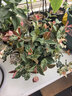 海蒂的花园花叶络石四季常绿好养观叶垂吊植物阳台室内绿植盆栽源头直发包邮 花叶络石14cm 含盆 实拍图