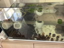 森森 超白玻璃小鱼缸HWK-600P裸缸款水草缸金鱼缸小型水族箱水草缸  实拍图