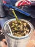 玫瑰花苗老桩绿植物盆栽月季蔷薇老根室内外阳台庭院特大花卉四季 49粉荔枝（老桩苗四季开花） 实拍图