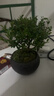 八芽 小叶赤楠盆景摆件室内绿植花卉盆栽老桩客厅办公室桌面好养植物 （【热销款】舍得紫砂盆赤楠+苔藓+底座） 实拍图