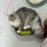 帕特 主食冻干猫粮猫零食全价生骨肉冻干幼猫成猫全期 鸡肉冻干200g 实拍图