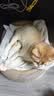 疯狂的主人剑麻猫抓板猫窝猫咪玩具猫爪板耐磨不掉屑耐抓麻绳一体猫咪用品 实拍图