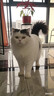 艾尔猫粮  深海鱼配方 成猫 幼猫 通用全价猫粮 10kg20斤 实拍图