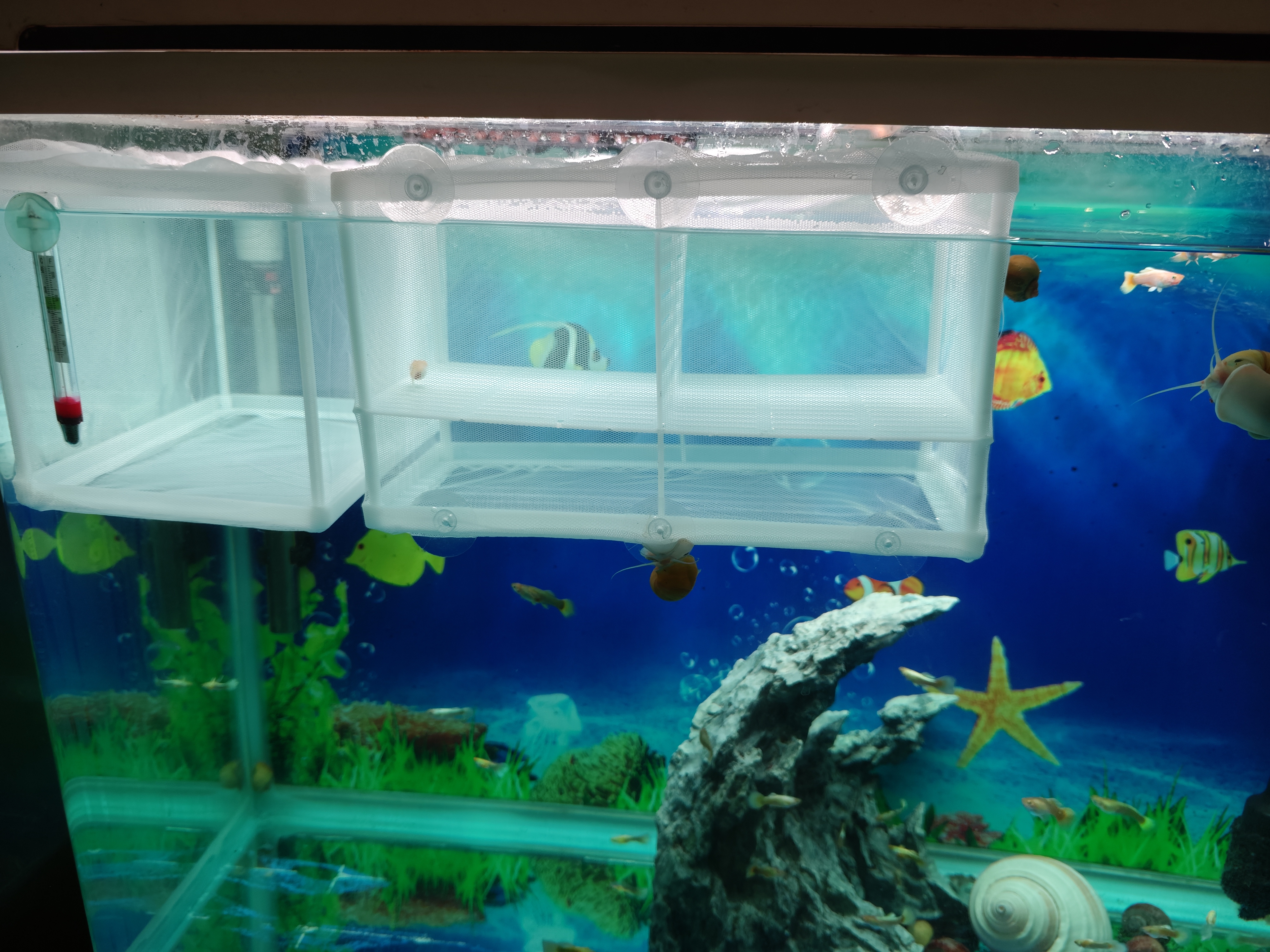 鱼缸水族箱专用孵化器小鱼隔离盒网热带鱼繁殖箱产盒孵鱼槽 大号隔离网盒(粗孔1mm) 实拍图