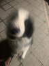 麦富迪狗粮 藻趣儿狗粮成犬粮牛肉螺旋藻 均衡营养15kg/30斤 实拍图