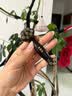 采药师紫光檀木牛角眼部拨筋棒脸部按摩美容器眼周点穴经络刷面部如意棒 实拍图