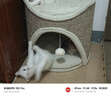 兽牌树洞剑麻桶猫窝猫抓板一体剑麻猫爬架双层大猫屋半封闭式四季通用 砂砾灰丨双层剑麻桶 实拍图