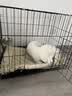 憨憨宠 狗笼猫笼 狗笼子小型犬带厕所幼犬折叠便携猫笼子宠物笼具兔笼 黑色加粗狗丝笼 70*50*60cm【建议25斤内】 实拍图