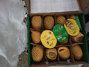 佳沛（zespri）新西兰 阳光金奇异果12粒特大果单果124-146g 猕猴桃水果礼盒 实拍图