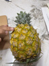 广东徐闻香水菠萝新鲜水果生鲜热带孕妇水果整箱包邮 【限时低价】1个装  净重650g起 实拍图