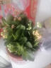 沭之美长寿花绿植花卉植物室内盆栽  三色长寿花+1加仑塑料盆 源头直发 实拍图