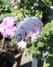 永诺50F1.8R DF 多规格R口全画幅标准定焦镜头 适用R口微单相机 黑壳 实拍图