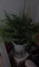 行湘水培绿植盆栽桌面花卉盆景 金边吊兰+波斯蕨（早安盆）源头直发 实拍图