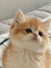 涴喵 纯种宠物猫咪活体金银渐层幼猫全程辅助养猫签订合同双重保障 宠物级 金渐层猫 实拍图