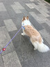 petlimit宠物p链p绳狗狗牵引绳遛狗绳子小中大型训犬防爆冲随行牵引1.5米  实拍图