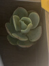 【亏本冲量】多肉植物盆栽新手套餐迷你绿植 鸡蛋碧桃1棵(不带盆和土） 实拍图