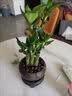 花行榜风水富贵竹植物客厅招财盆栽中式盆景转运竹子室内绿植源头直发 实拍图