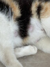 京东京造猫粮鸡肉味全价成猫粮10kg三文鱼肉营养美毛长肉质检流浪救助 实拍图