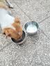 DALYKATE德国品牌猫碗狗碗狗狗食盆宠物用品不锈钢双碗喝水碗增高架防打翻 304食品级不锈钢--小号碗+小号碗 【耐腐蚀 不易锈】 实拍图