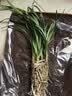 劉閣蘭花兰花苗 香妃 有香味的夏带花苞出售室内外花卉绿植盆栽草观花植物 4苗加盆土肥，说明书 实拍图