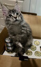 BNBNO不锈钢猫砂铲猫屎铲细孔小孔铲屎神器豆腐矿砂专用筛网铲子猫砂铲 实拍图