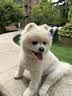 木九十太阳镜许红豆同款墨镜复古圆框墨镜女款茶色板材偏光镜MJ101SG703 BRC2奶咖色【偏光】 实拍图