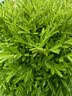 花西子【范丞丞推荐】极细三角眉笔初学者画眉01螺黛灰防水汗不易晕染 实拍图