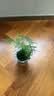 九千谷水培植物文竹室内观叶植物盆栽绿植花卉含玻璃瓶竹托源头直发 实拍图