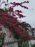 凤凰儿童自行车儿童山地学生车小孩单车带辅助轮3-6-10-12岁小中大童 天青蓝丨单速一体轮+升级减震款 18寸（适合身高115-130cm） 实拍图
