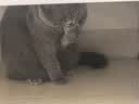 伟嘉猫粮成猫夹心粮 全价粮吞拿鱼1.3kg布偶蓝猫橘猫加菲英短猫咪 实拍图