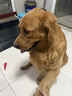麦富迪狗粮 藻趣儿狗粮成犬粮牛肉螺旋藻 均衡营养15kg/30斤 实拍图