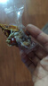 氧鹿黄芪党参八宝手工切糕新疆特产正宗坚果饼干点心休闲零食品500g 实拍图