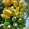 京喜加广西小米蕉新鲜水果现摘青皮发货邦达特产生鲜馆 小米蕉统货 9斤装（带箱） 实拍图