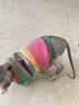 MIKI PAD狗狗衣服春秋薄款背心猫咪衣服宠物毛衣中小型犬比熊泰迪雪纳瑞 彩虹条纹毛衣 XS 胸围30cm（参考体重1-3斤） 实拍图