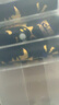 传应南孚 27A12V电池10粒 物联高伏碱性电池 适用门禁门铃遥控器车辆防盗器电动卷帘门等27a 实拍图