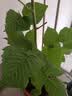 CHUANGSHIJI树莓苗双季树莓覆盆子树苗黄红树莓苗南方北方种植盆栽地栽果树苗 红宝石【当年结果】 60cm(含)-69cm(含) 实拍图