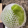 山东新鲜甘蓝包菜卷心菜圆白菜新鲜嫩绿莲花白现摘现发早餐减脂 新鲜包菜 2.8斤净重 人工挑拣 实拍图