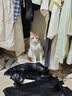 中科拜克猫干扰素重组注射液猫咪猫鼻支疱疹杯状病毒抑制蛋白猫瘟治疗套餐 猫干扰素10支/盒【针+液】 实拍图