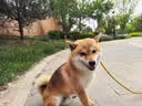 麦富迪狗粮 藻趣儿狗粮成犬粮牛肉螺旋藻 均衡营养15kg/30斤 实拍图