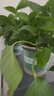 京东绿植绿萝盆栽除甲醛花卉绿植办公室新房净化空气180加仑4盆装源头直 实拍图