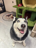 皇家狗粮老年成犬狗粮犬粮宠物大型犬SGR26全价犬粮≥5岁15KG 实拍图