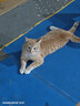 好主人（CARE） 金装猫粮2.0 无谷猫粮 全价幼猫通用 82%含肉量2.5kg/5斤 实拍图