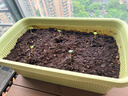 爱丽思（IRIS）种菜盆蔬菜种植箱塑料特大号阳台种菜专用箱神器户外花箱种花菜盆 热款 (70cm长)绿色 送隔网 实拍图