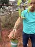 尔澜 巨峰葡萄树苗包结果庭院阳台盆栽地栽果树苗葡萄苗苗木源头直发 实拍图