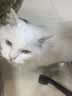 【限量试用】斯家小厨全价全期猫粮营养增肥发腮美毛猫粮 益生菌卵磷脂 120g（40gx3） 2个月以上 实拍图
