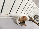 好主人（CARE）猫粮成猫通用全价无谷冻干【体态管理】鸡鱼味 成猫粮360g 实拍图