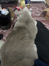 领先成猫尝鲜礼包主食级烘焙猫粮猫条餐盒汤包（新老款随机发货） 实拍图